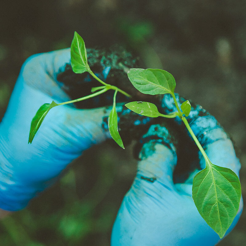 fungicide tile image