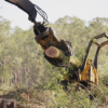 Timber Harvesting